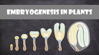 Embryogenesis in Plants  Plant Biology [upl. by Phyl]