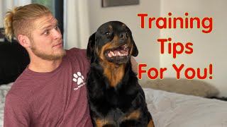 How to Train Your Rottweiler Dog The Ultimate Guide [upl. by Jeannette]