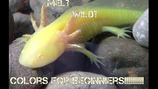 Axolotl Color Morph Basics [upl. by Leroj]