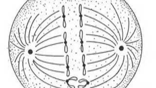 Mitosis Song [upl. by Malek]