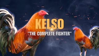 KELSO GAMEFOWL BLOODLINE Fighting Style and History [upl. by Ameehs]