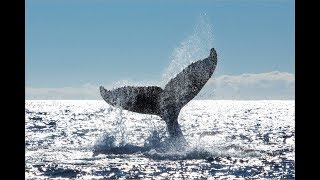 Ballenas apareandose como nunca las viste en Puerto Madryn Patagonia Argentina [upl. by Okier]