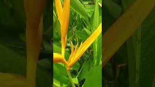 Mỏ két  thiên điểu không phải loài thiên điểu thực thụ  Heliconia psittacorum [upl. by Asha]