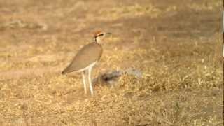 Temmincks Courser  Courvite isabelle [upl. by Georgy4]