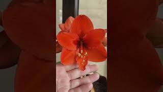 hippeastrum Naranja first bloom after last year treatment and recovery [upl. by Reiser]