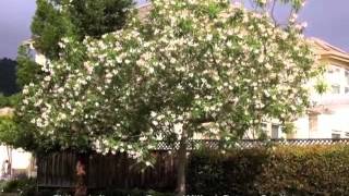 Chilopsis linearis  Desert Willow Desert Catalpa [upl. by Evelin]