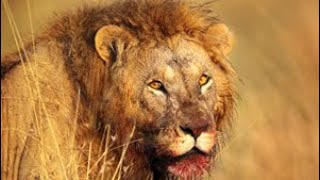 Man Eaters  Legendary Tsavo Lions Documentary [upl. by Eceertal89]