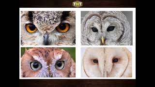 Wild Neighbors Owls of Central Texas [upl. by Marela]