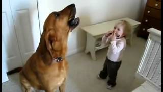 Dog Singing While Boy Plays Harmonica [upl. by Kelsy117]