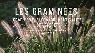 Les Graminées élégance et graphisme au jardin poacées graminée [upl. by Eikkin]