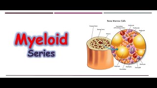 Hematology 🔤  Myeloid Series [upl. by Baldridge]