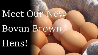 New to our Farm  Bovan Brown Hens [upl. by Prebo]