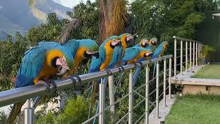 Wild Macaws in Caracas Venezuela [upl. by Hillyer]