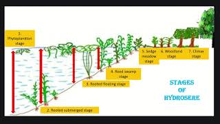 Hydrosere or Hydrarch succession ecology succession kset csirnet [upl. by Alahsal]