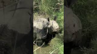 Chitwan National Park  Jeep Safari Nepal shorts [upl. by Sacci740]