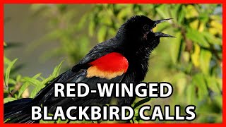 RedWinged Blackbird Calls [upl. by Nylyaj517]