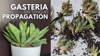 How to Propagate a Gasteria Ox Tongue Plant [upl. by Arette187]