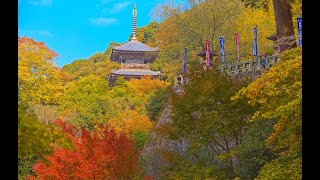 8K HDR 島根 安来清水寺の紅葉重文 ShimaneYasugi Kiyomizudera in AutumnCultural Property [upl. by Oicor]