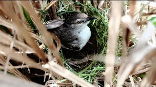 Day 1quotWatch Incredible Tailorbird Crafting its Nest from Scratch [upl. by Torras676]