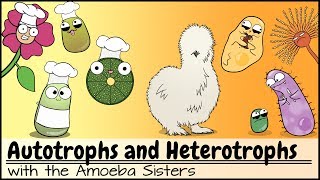 Autotrophs and Heterotrophs [upl. by Chambers]