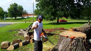 The experts on removing big trees [upl. by Anatnas235]