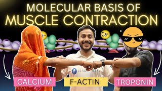 molecular basis of muscle contraction physiology  excitation contraction coupling physiology [upl. by Kore]