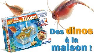 Triops  des minis dinos à la maison  1  démarrage [upl. by Concordia57]