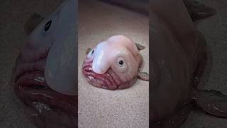 Is The Blobfish The Ugliest Fish fish shorts animals [upl. by Arait380]