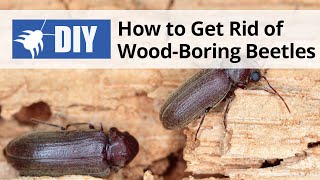 How to Get Rid of Wood Boring Beetles  DoMyOwncom [upl. by Sherborne]