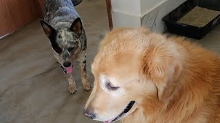 AO VIVO  OLHA A LOUCURA DO CACHORRO DOIDO  COMO CORRIGIR SEU CÃO [upl. by Leontyne]