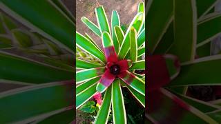 Bromeliad in flower gardening bromeliads [upl. by Zolner]