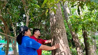 31 MILLION Thailand Baht for 70 AGARWOOD TREES Only From 18 Yrs Old Abandoned Plantation [upl. by Gabie54]