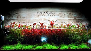 Shallow Planted Aquarium  Emersed Aquascape [upl. by Huei686]