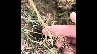 Caragana for a green compost source  CTP course video [upl. by Sedinoel762]