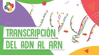 Transcripción del ADN al ARN  Educatina [upl. by Joslyn947]