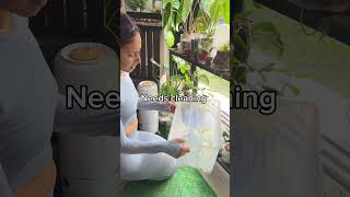 Propagation Box Checkin 🌱 plants youtubeshorts youtube gardenplants [upl. by Yer]