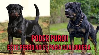 Cosas que no sabias de los Rottweiler [upl. by Diley]