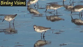 Western Sandpipers  Mission Bay  San Diego [upl. by Odlanor]