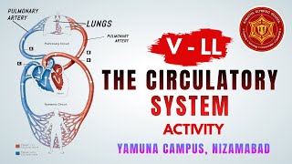 The Circulatory System Activity  V  LL  Yamuna Campus  Kakatiya Olympiad School  Nizamabad [upl. by Ellehcil]