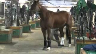 Training A Harness Horse [upl. by Ogg]