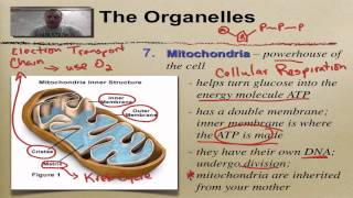 Chapter 7 Part 7  Mitochondria amp Chloroplasts [upl. by Joly]