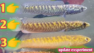 UPDATE MERUBAH WARNA CHANNA STRIATA MENJADI KUNING [upl. by Urien]