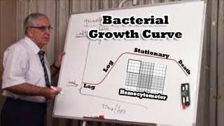 Bacterial Growth Curve  منحنى نمو البكتيريا [upl. by Genovera159]