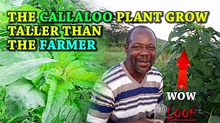 callaloo plant grow 6 feet tall in the air  wow look what happened [upl. by Ycnaf409]