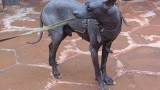 Azteken Lederhund Hund Mexikanischer Nackthund Teotihuacán Mexico Maya Sonnenpyramide dog leather [upl. by Aleyak]