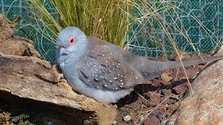 La Colombe diamant ou Géopélie diamant [upl. by Joselow]