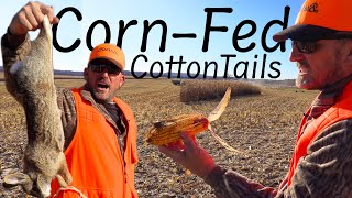 Rabbit Hunting in a massive Corn Field Catch Clean Cook [upl. by At991]