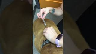 Dog Cartrophen Injection Demonstration  Winrose Animal Hospital [upl. by Yrekcaz]