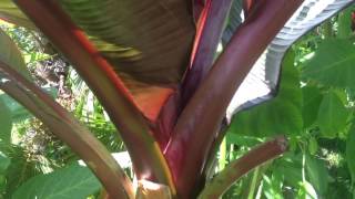 GARDENING GUIDE How to grow Bananas  The RED Abyssinian Banana  Ensete maurelii Banana Care Tips [upl. by Aline]