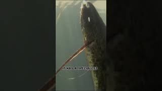 Survival Marvels The Remarkable African Lungfish facts african lungfish [upl. by Ardme227]